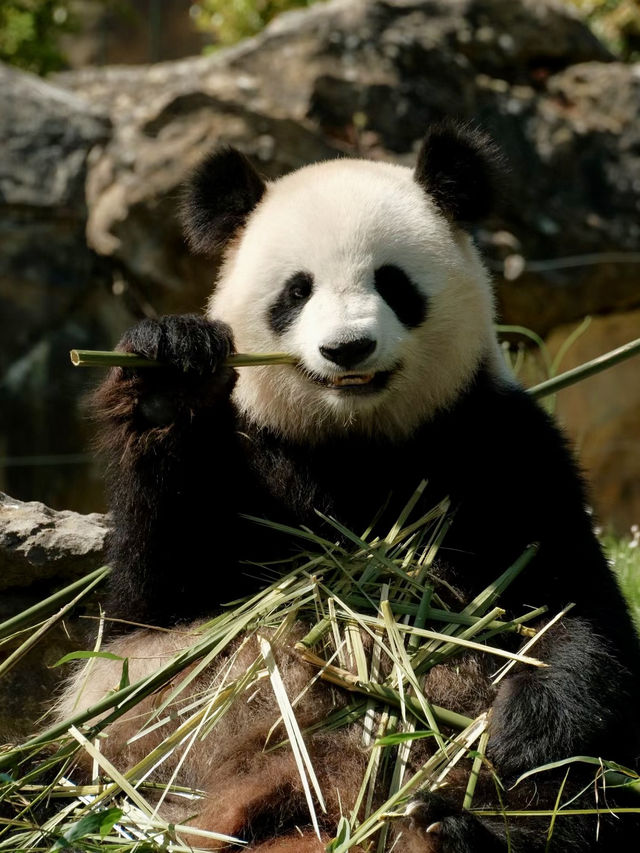 異國生靈的奇幻邂逅——法國博瓦勒動物園漫遊記