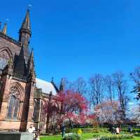 🌺春天的櫻花聖堂🌸Chester Cathedral