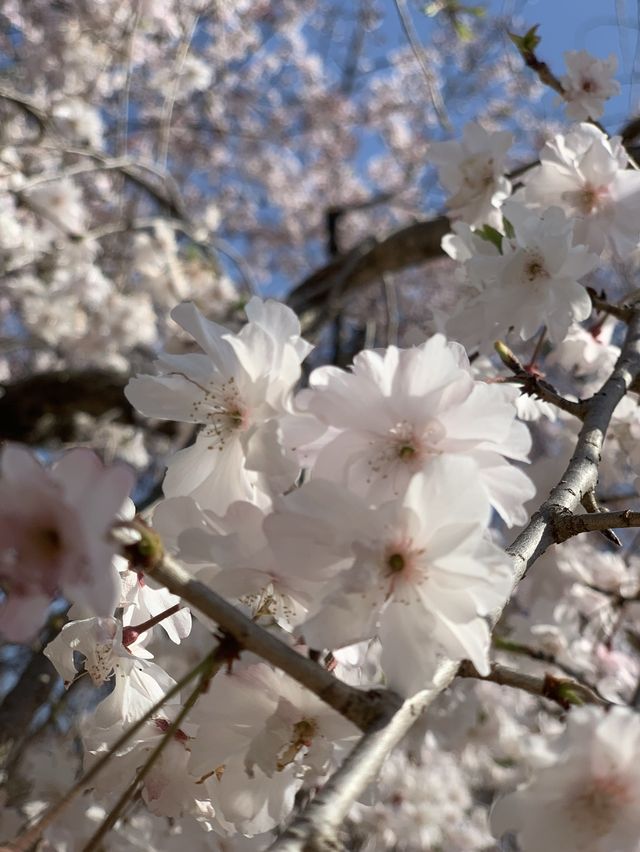 「お花見」(Ohanami ) 春 @ Osaka, Japan !  🌸