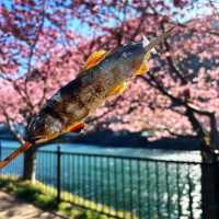 🌸河津賞櫻大道🌸超美賞櫻花熱點🌸