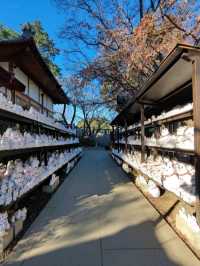 ⛩️豪德寺🐱藏有大量招財貓雕像的佛寺