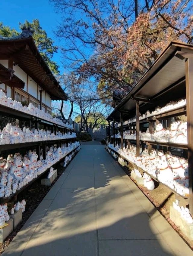 ⛩️豪德寺🐱藏有大量招財貓雕像的佛寺