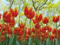 Tulip Season in the Netherlands: A Dreamy Escape to Keukenhof 🌷✨