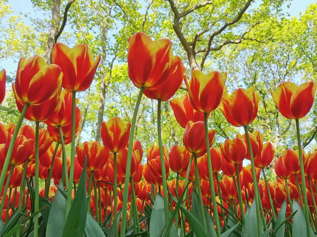 Tulip Season in the Netherlands: A Dreamy Escape to Keukenhof 🌷✨