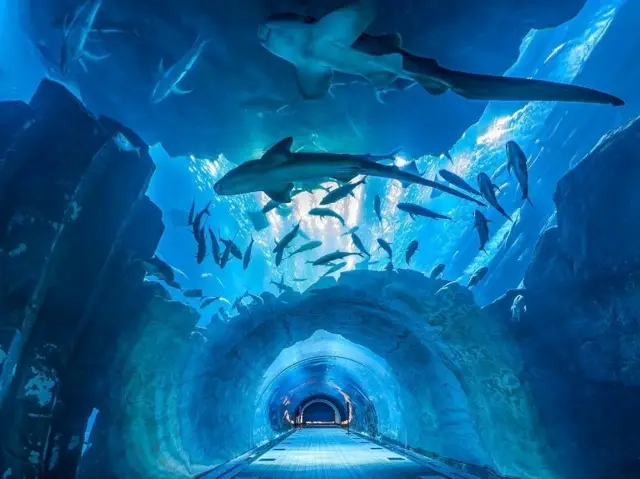 Enjoy marine-themed attractions @ SEA LIFE Bangkok Ocean World!