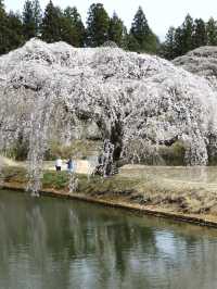Otohime Sakura (Myokan-ji Temple)