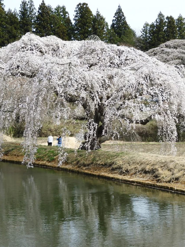 Otohime Sakura (Myokan-ji Temple)