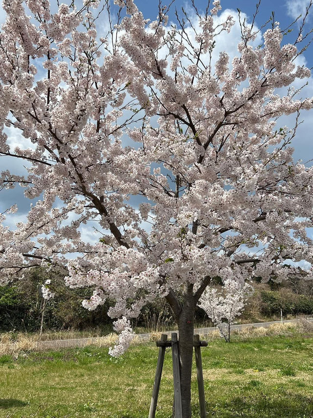 A famous cherry blossom spot that heralds spring in Akita Prefecture