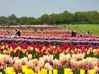 A Lovely Spring Day at Tulley's Tulip Farm, Hatton