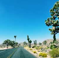 🌵 Top Must-See Landmarks in Joshua Tree National Park 🌅