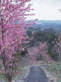 大阪直飛東北：船岡城址公園之花之丘 