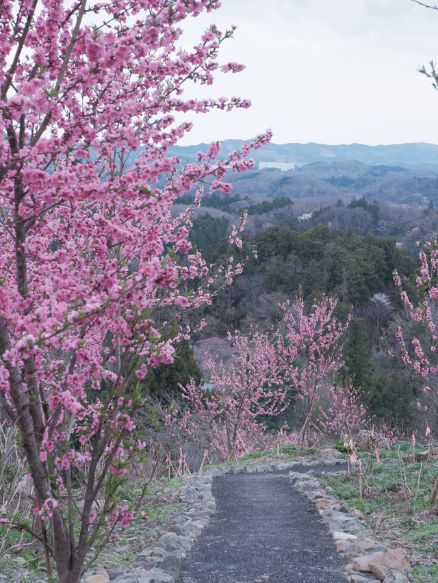 大阪直飛東北：船岡城址公園之花之丘 