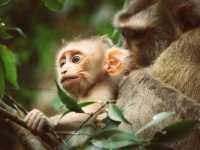 Into the Jungle: Discovering Khao Yai National Park, Thailand.
