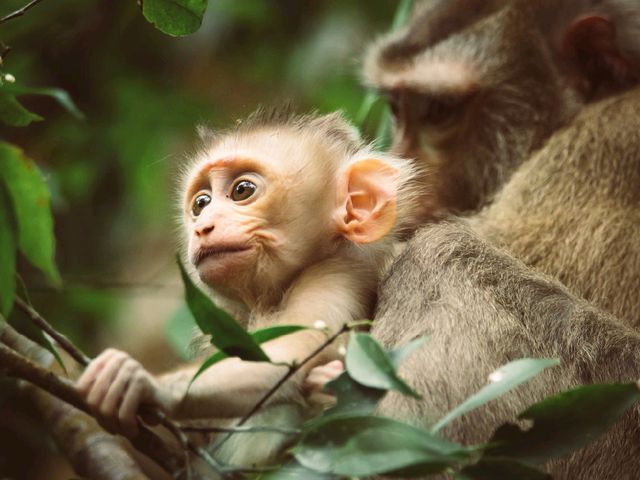 Into the Jungle: Discovering Khao Yai National Park, Thailand.