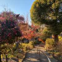 Tokyo Temples: Serenity Amid the City Buzz