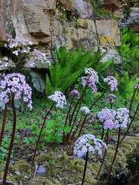 Nature Walk Charm🍃