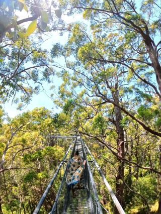 Valley of the Giants: Walk Among the Treetops in WA 🌲✨