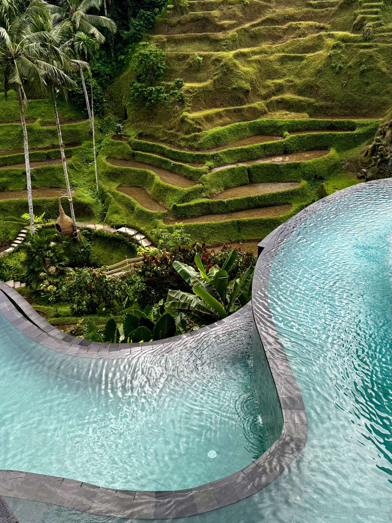  - yang merupakan pusat dari pulau ini.

Saat pertama kali berkunjung ke pulau ini, saya memilih area Ubud.

Dalam beberapa jam, saya tiba dari bandara dan langsung check-in di The Compass Rose Ubud. Hotel ini sangat asri dan hijau, dengan kolam renang yang indah, staf yang ramah, menyambut saya dengan koktail yang menyegarkan, dan saat check-out beberapa hari kemudian, pihak hotel memberi saya kopi 😍

Meskipun lelah, saya memutuskan untuk pergi ke spa.
Saya memilih T Glow spa untuk itu. Mereka memiliki layanan pijat Bali (Balinese massage) yang luar biasa. Pemesanannya sangat mudah via WhatsApp. Relaksasi selama 90 menit hanya seharga 250.000 IDR.

Saya makan malam di Umah Pizza. Mereka membuat pizza yang luar biasa lezat langsung dari tungku.

Keesokan harinya, pagi-pagi sekali, saya memesan ojek Grab dan pergi ke air terjun paling Instagrammable - Kanto Lampo.
Sangat disarankan untuk datang ke sini lebih awal. Anda membeli tiket masuk seharga 25.000 mata uang lokal, yang sudah termasuk 2-3 foto oleh pemandu. Jika Anda ingin foto dan video lebih banyak, Anda bisa membeli tiket tambahan seharga 50.000.

Sarapan di Suka Kopi, yang artinya "saya suka kopi". Kopinya di sana benar-benar enak.

Perhentian berikutnya - Monkey Forest.
Tiket masuknya seharga 130.000. Monyet-monyetnya cukup tenang, dan hutannya sendiri memberikan keteduhan yang menyenangkan, sangat pas untuk berjalan-jalan di tengah cuaca panas.
Saya merekomendasikan semua orang untuk mencoba selfie bareng monyet; biayanya 50.000.

Di malam hari, saya berjalan-jalan menyusuri Jalur Seniman (Artists’ Trail).
Sayangnya, tempat ini sekarang tidak terlihat seperti dulu lagi. Tidak terawat dan semuanya ditumbuhi rumput liar. Saya tidak menyarankan untuk berkunjung ke sana saat ini.

Memasuki hari yang baru, kami menuju ke 
Untuk tujuan ini, kami memilih Cretya Ubud.
Tiket masuknya seharga 220.000, sudah termasuk koktail non-alkohol, handuk, akses ke kolam renang, dan area teras itu sendiri. Quesadilla untuk makan siangnya enak banget 🤤 Selain itu, dengan biaya tambahan, Anda bisa bermain ayunan sambil mengenakan gaun cantik (bisa sewa di sana). Kami menghabiskan waktu setengah hari di sana; tempatnya sangat nyaman dan indah.

Di malam yang sama, kami pergi ke area lain di Bali untuk makan malam dengan pemandangan Gunung Batur 🌋, dan keesokan harinya kami pergi menjelajahi wilayah utara, menghabiskan sepanjang hari di sana.

Pada hari terakhir, setelah check-out, saya sarapan di Home Cafe Vibe Ubud yang sangat lezat dan estetik, sebelum akhirnya pindah ke area baru.

Singkatnya: area Ubud adalah tempat yang luar biasa, hijau, cantik, dengan banyak kafe yang lezat dan spa yang berkualitas. Dan yang terpenting, Ubud adalah pusat pulau Bali, sehingga sangat memudahkan untuk menjangkau area lainnya.