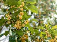 キンモクセイ香る「桂花公園」