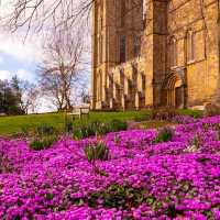 Colorful spring 🍀 - Yorkshire