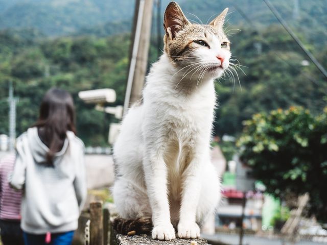 「猴硐貓村」偶遇喵星人