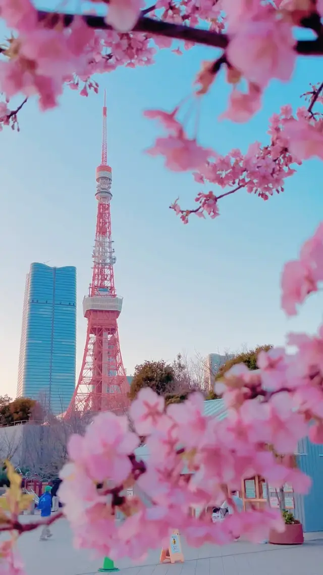 Tokyo in Full Bloom: Unveiling the Splendor of Cherry Blossoms at Tokyo Tower 🌸🗼💮