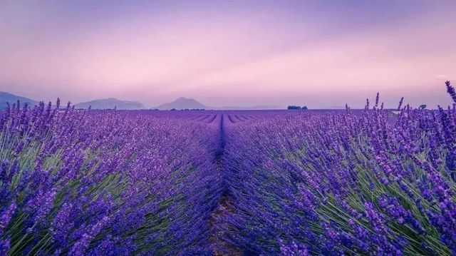 Provence | Lavender Field Travel Guide