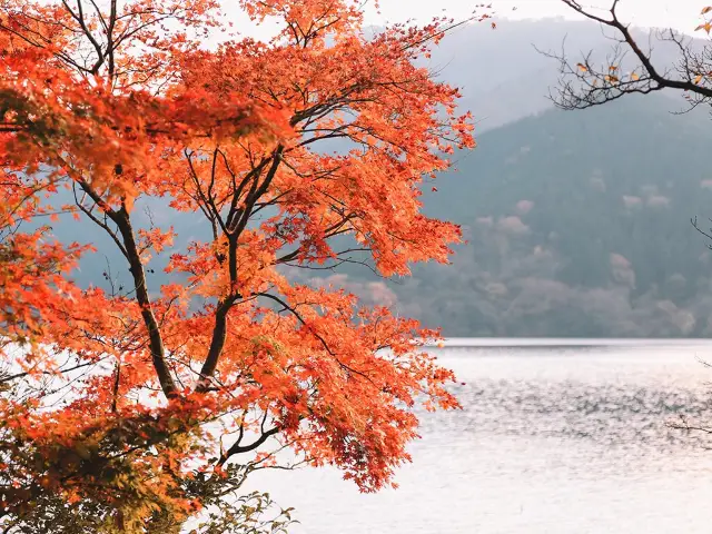 遊箱根🇯🇵蘆之湖