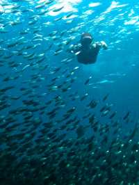 Moalboal 🇵🇭 Sardine Storms