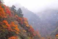 芦山的大深山裡的彩林秘境：大川河