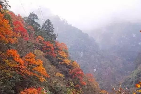 芦山的大深山裡的彩林秘境：大川河