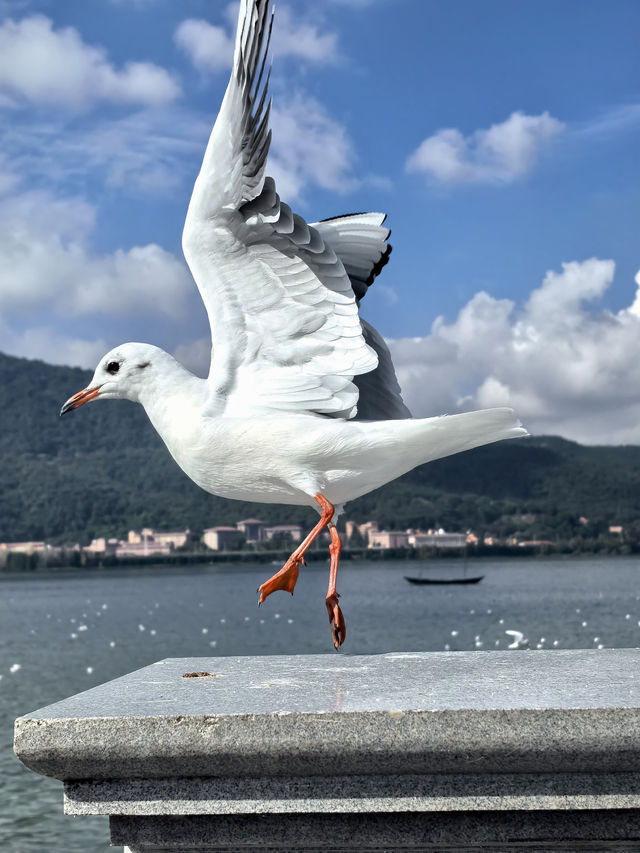 昆明打卡|踩雷後才解鎖的本地人看海鷗玩法