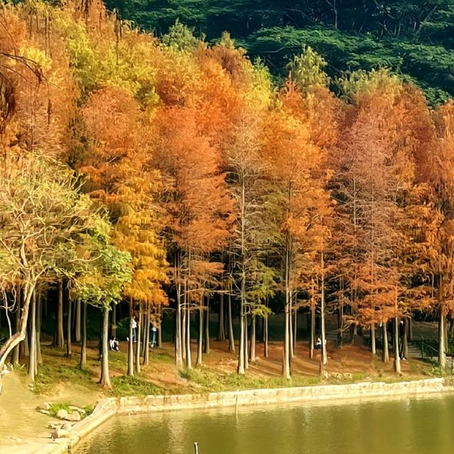 ✨深圳蓮花山公園~美如冬日油畫落羽杉✨