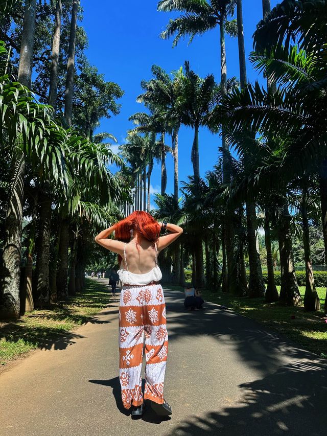 Kandy Botanical Gardens, Sri Lanka🇱🇰🌸🪷