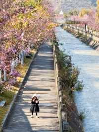 這裡不是日本，這裡是四川米易，冬櫻花已經盛開了