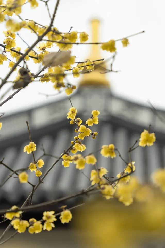 There is no need to go to Suzhou or Shanghai downtown to enjoy your own Jiangnan garden with wintersweet