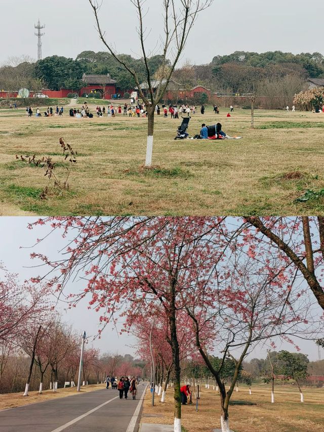 成都青龍湖濕地公園冬櫻神仙搭配附攻略