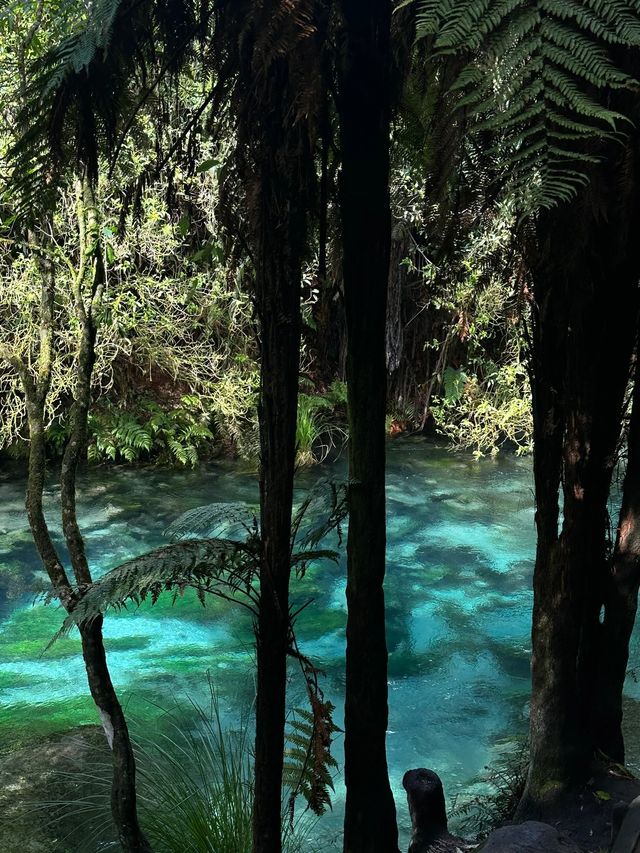Blue Spring世界上最純淨的水源地
