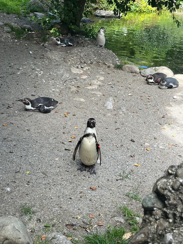 蘇黎世動物園是世界上最好的動物園