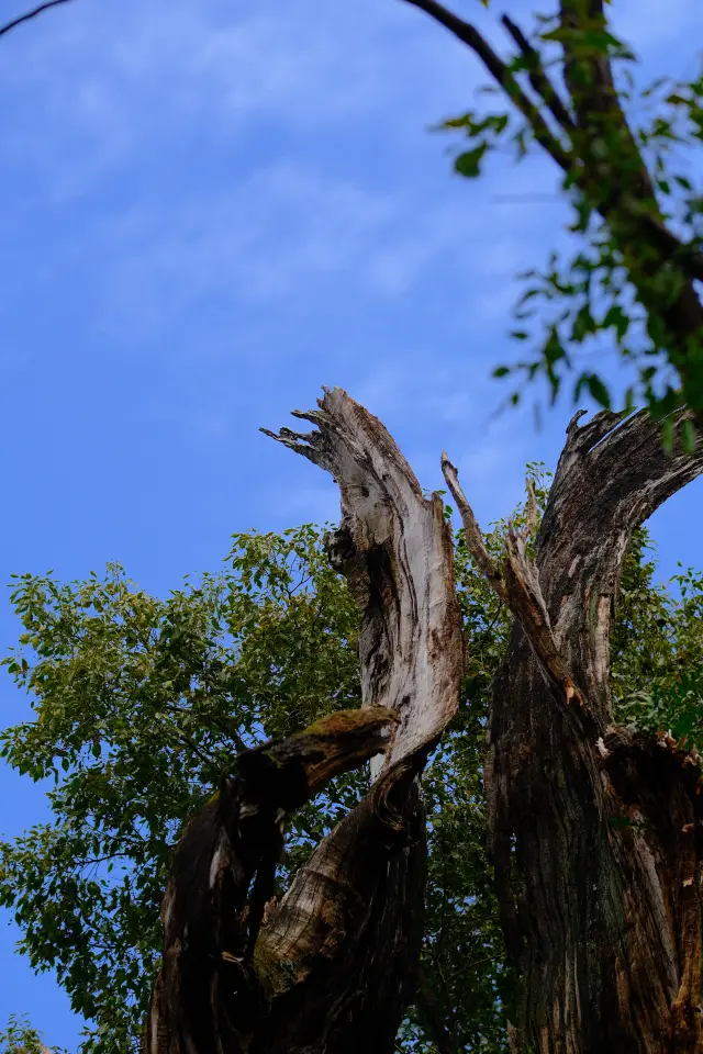 The only black truffle in southern Jiangxi｜Why did we return to the countryside