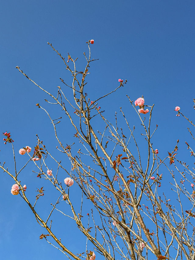 原來江門真的有