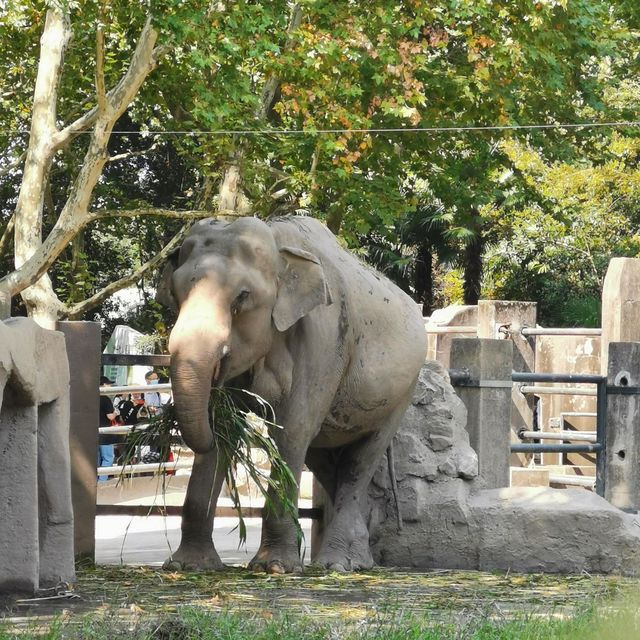 上海動物園遊玩攻略