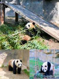 避開人流上海野生動物園這裡人少更好玩！！