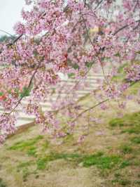 途經一場櫻花的綻放，便也懂得春天的浪漫