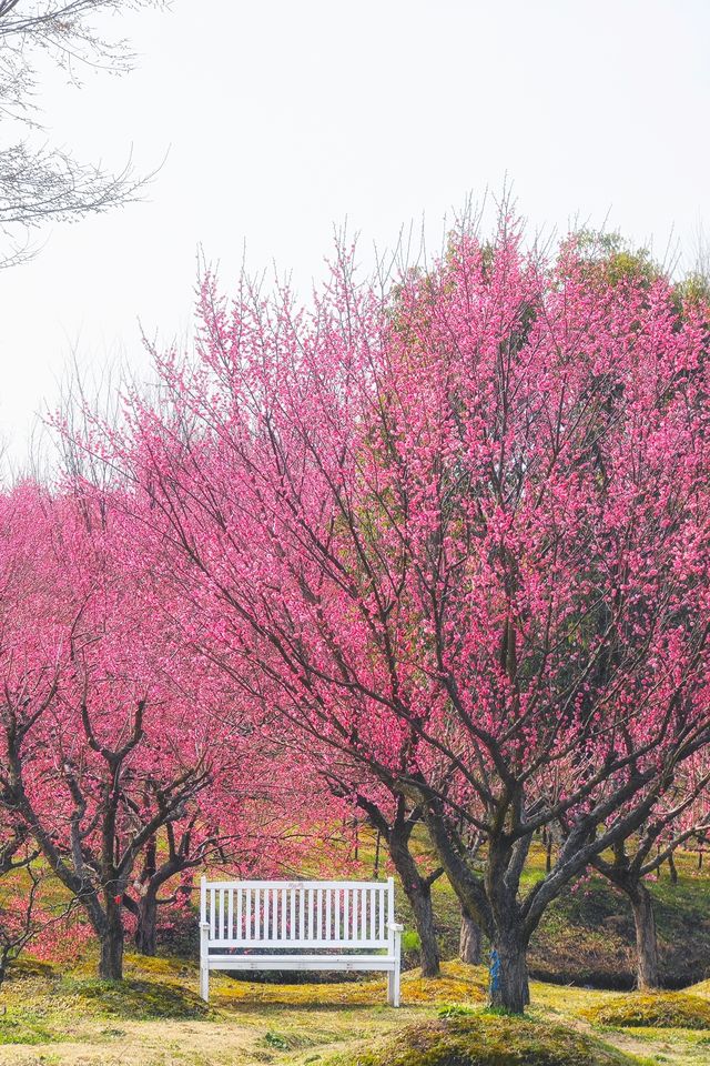 趕快來這裡趕上梅花的末班車，錯過了就要等一年