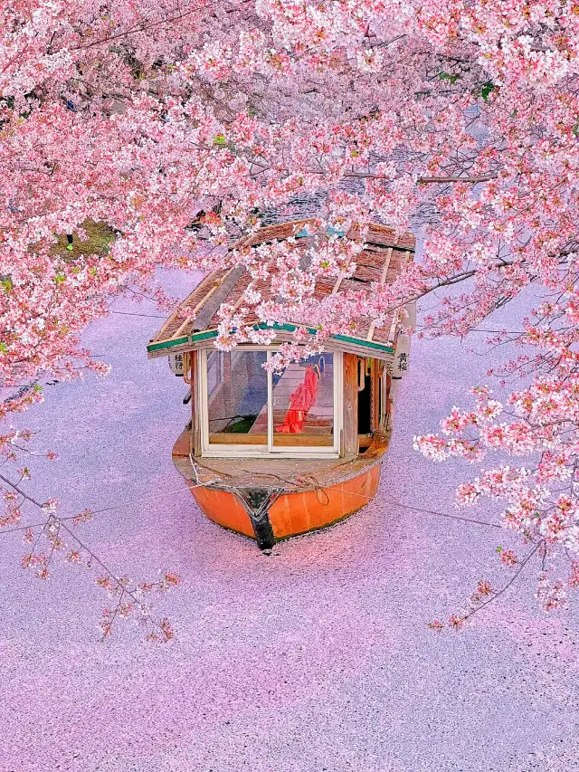京都櫻花絕美景點！