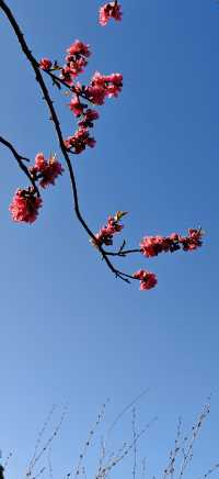 【春日尋芳】東京也有小桃花，寫意入畫天幕上：）