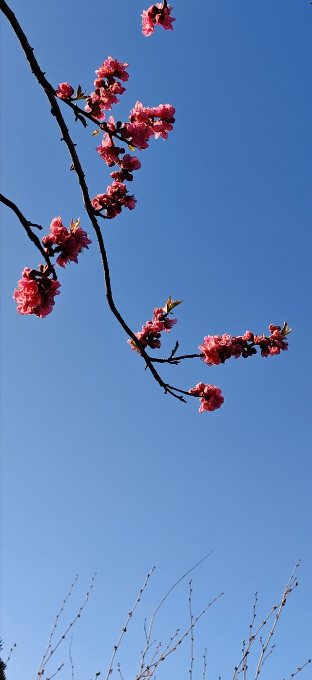 【春日尋芳】東京也有小桃花，寫意入畫天幕上：）