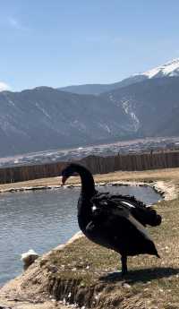 香格里拉不能住的民宿｜住了不想回家