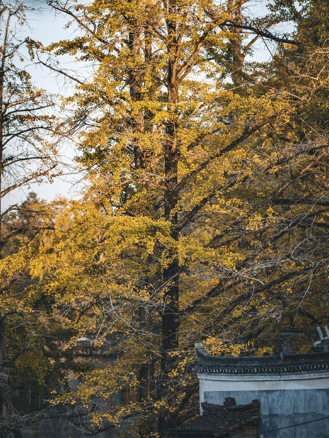 全球追秋｜桂林海洋村看銀杏